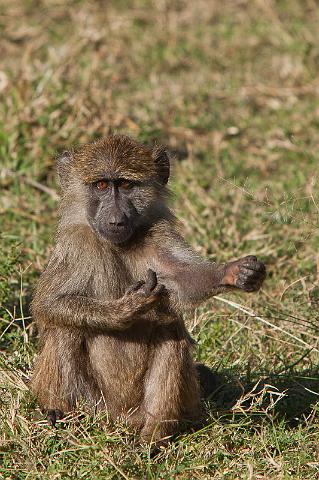055 Kenia, Masai Mara, baviaan.jpg